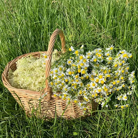 Apartmanovy Dom U Ivky Studia Apartman *