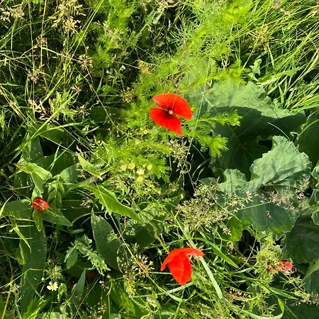 Apartmanovy Dom U Ivky Studia *